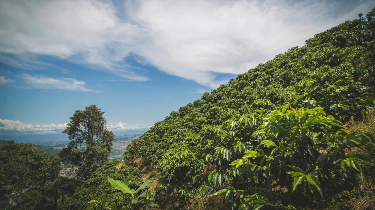 Venta de Café Orgánico y Cafetales en Filandia Quindío Colombia
